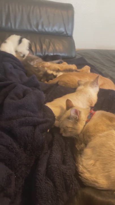 Enlarge Kelsea Ballerini, a Adopted Domestic Short Hair in Wildomar, CA video 7/7