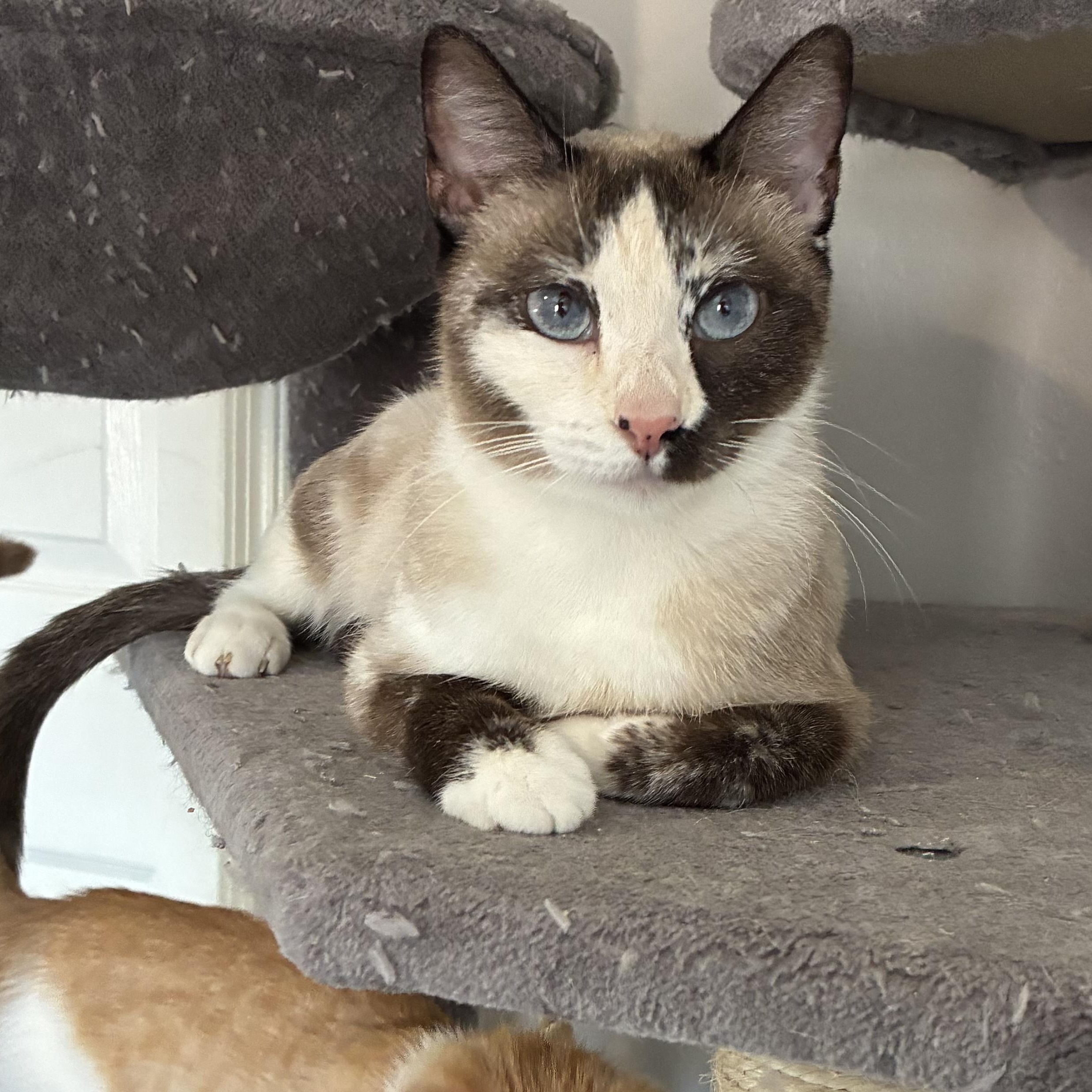 Cleopatra, a ADOPTABLE Ragdoll in queen creek, AZ image 2/3