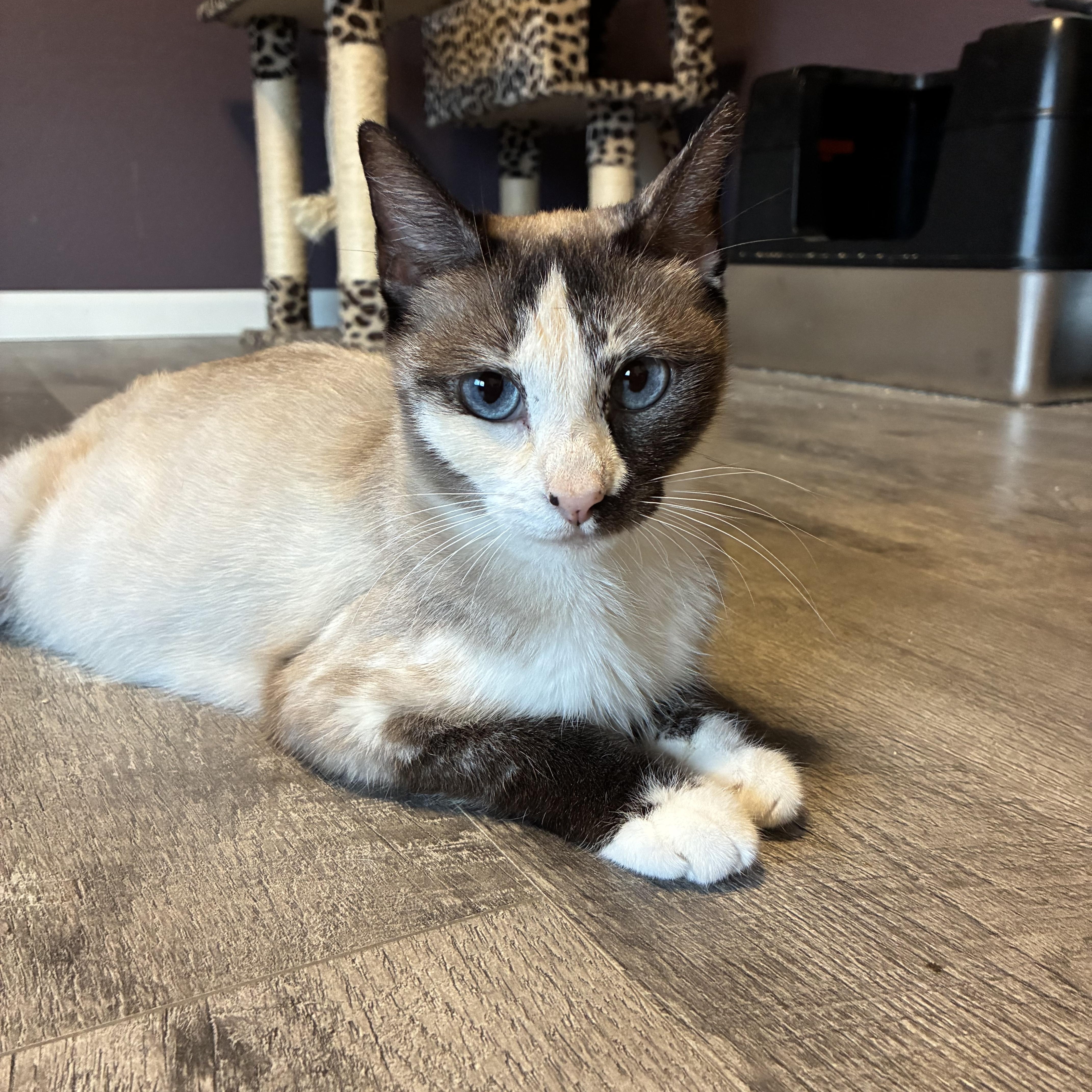 Cleopatra, ADOPTABLE, Young Female Ragdoll.