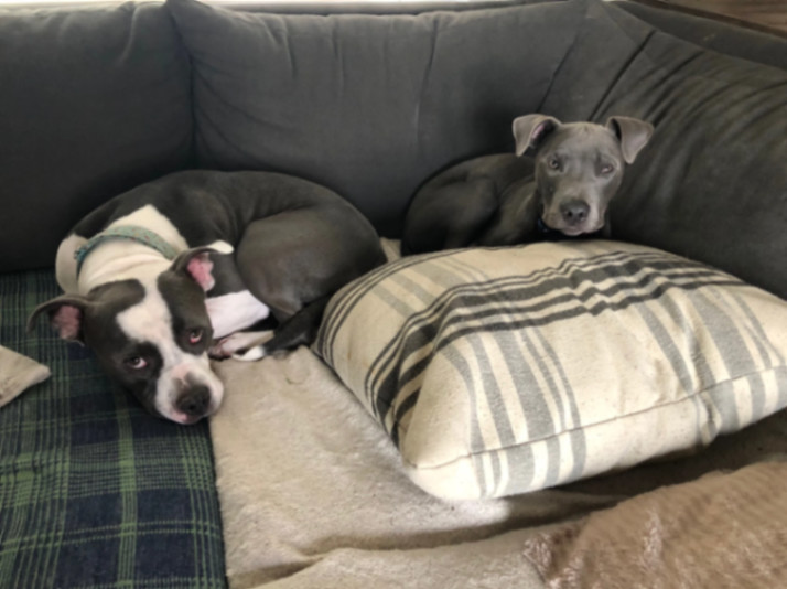 Slater, Adoptable, Adult Male Pit Bull Terrier.