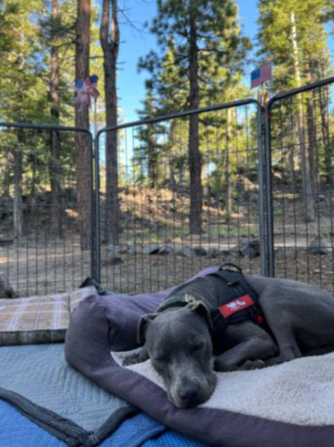 Slater, a Adoptable mixed breed in La Habra, CA image 2/12