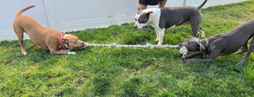 Slater, an adoptable Pit Bull Terrier in La Habra, CA, 90632 | Photo Image 5