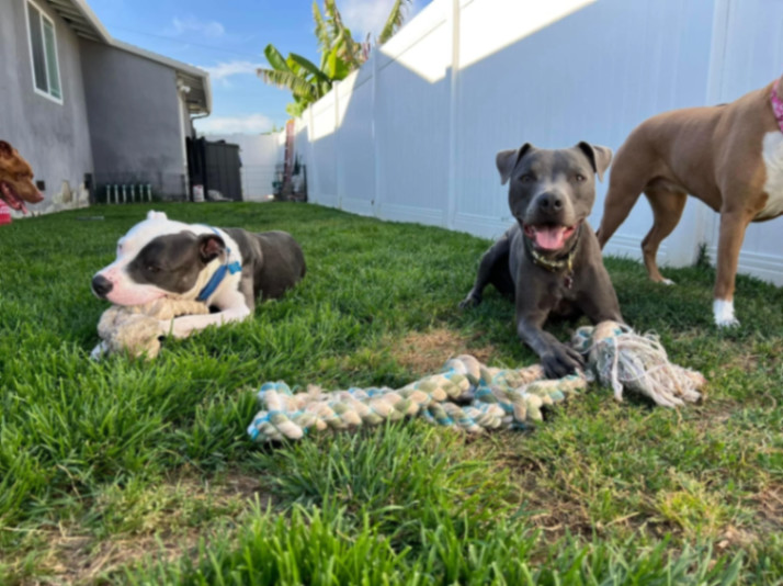 Slater, an adoptable Pit Bull Terrier in La Habra, CA, 90632 | Photo Image 3