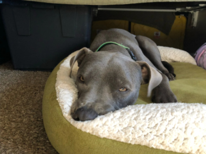 Slater, an adoptable Pit Bull Terrier in La Habra, CA, 90632 | Photo Image 4