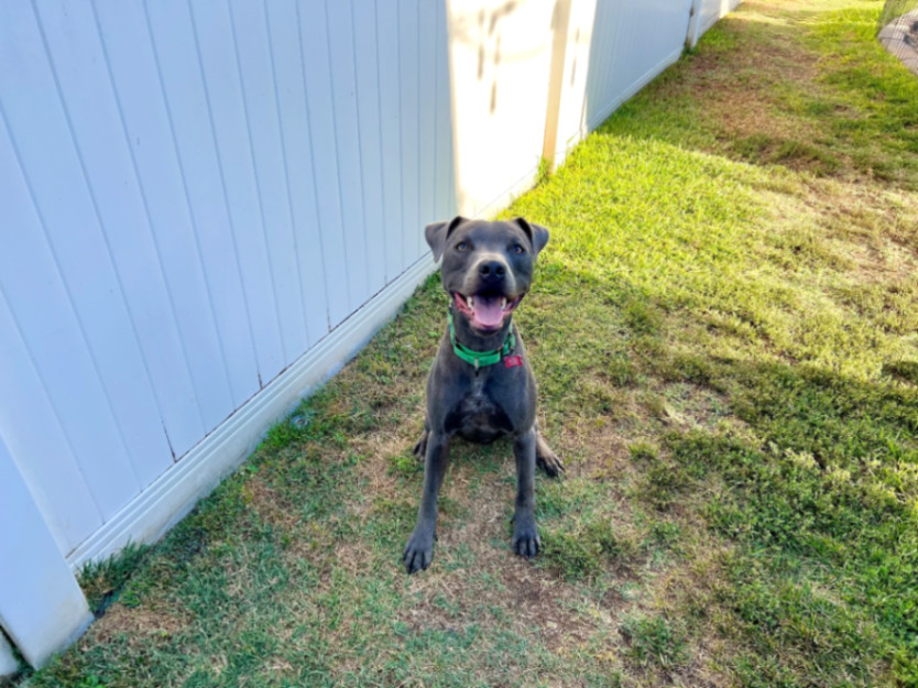 Slater, an adoptable Pit Bull Terrier in La Habra, CA, 90632 | Photo Image 1