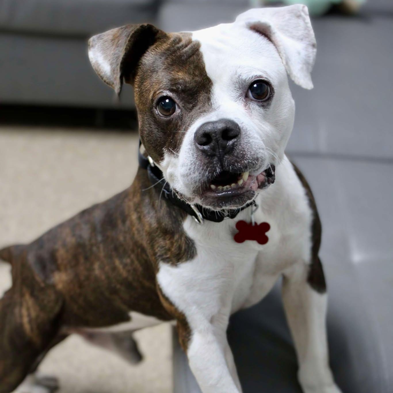 Dog for adoption - Bebo, a Bulldog Mix in Valparaiso, IN | Petfinder