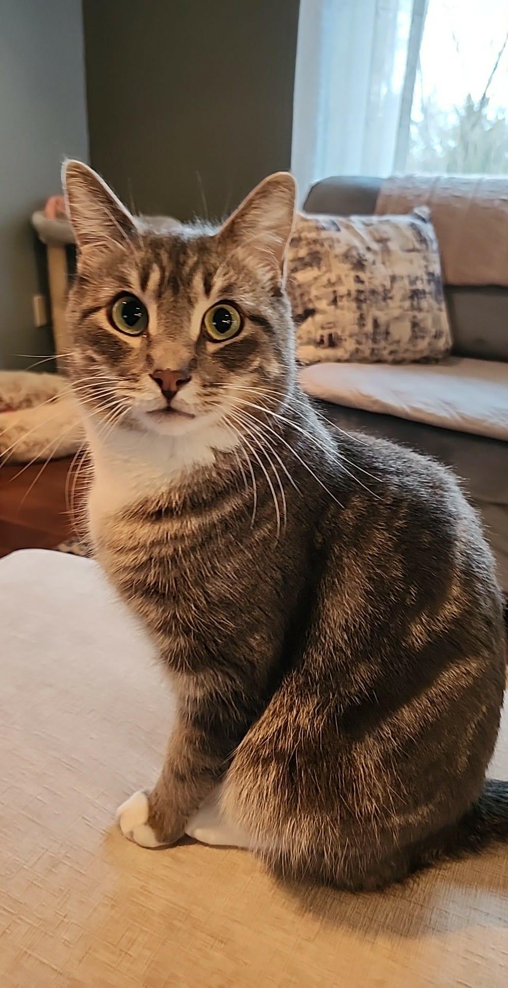 Nate, a Adoptable mixed breed in Steinbach, MB image 1/6