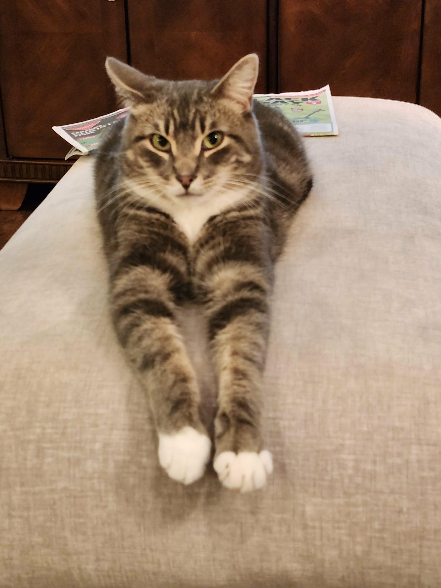 Nate, a Adoptable mixed breed in Steinbach, MB image 2/6