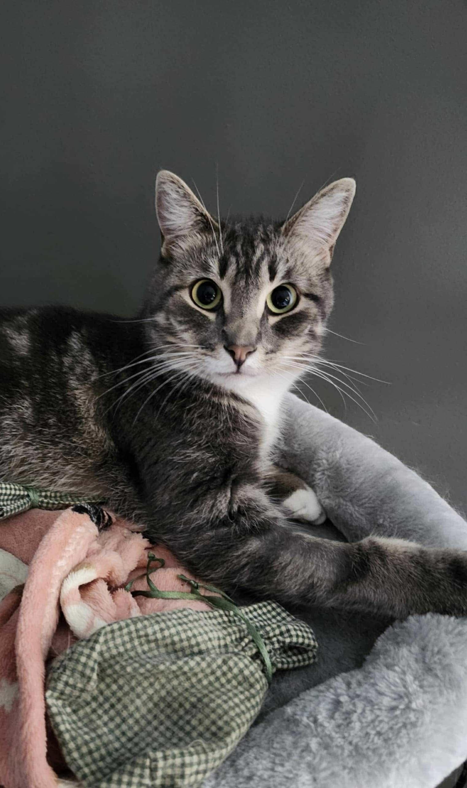 Nate, a Adoptable mixed breed in Steinbach, MB image 3/6