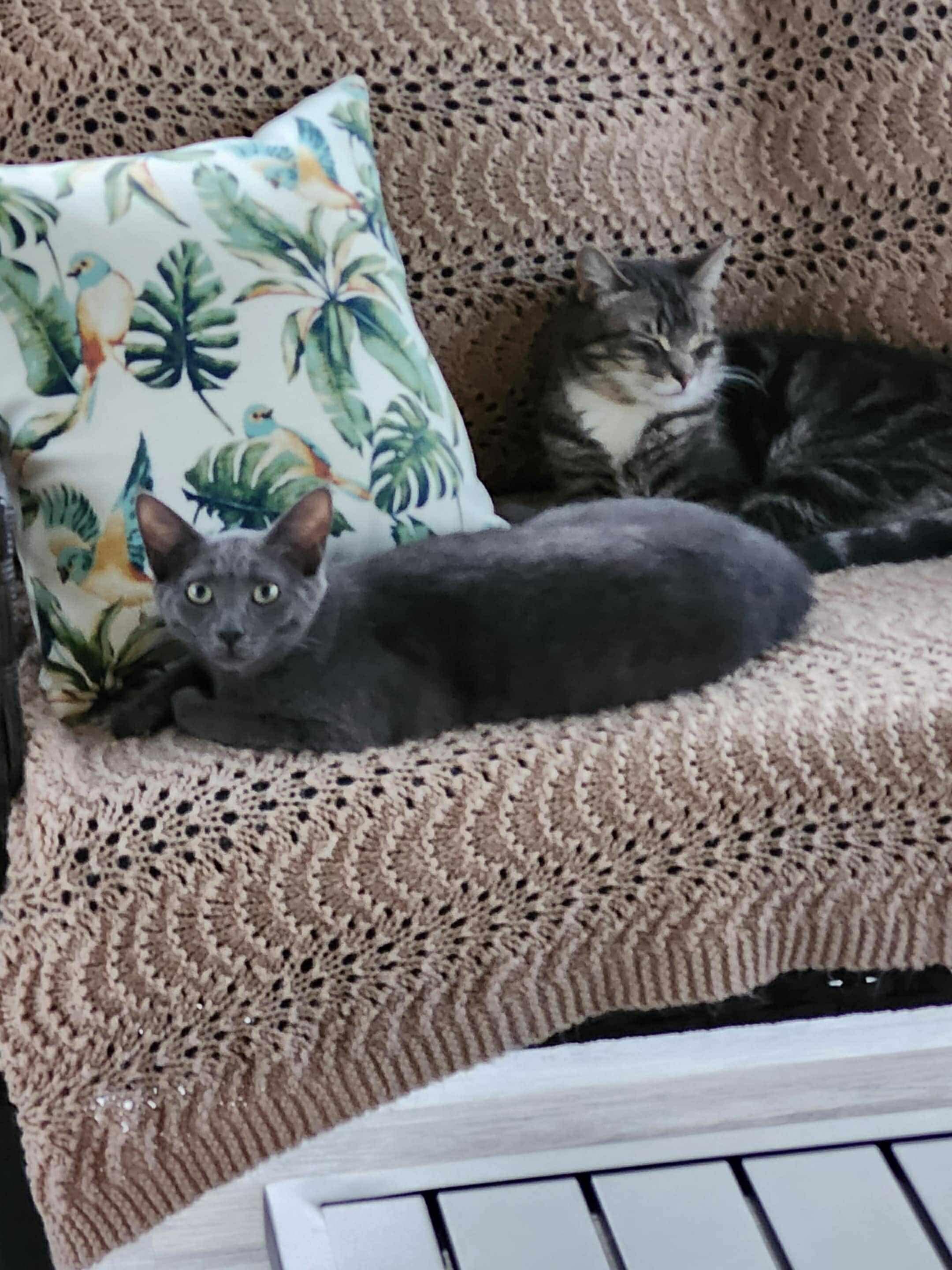 Nate, a Adoptable mixed breed in Steinbach, MB image 4/6