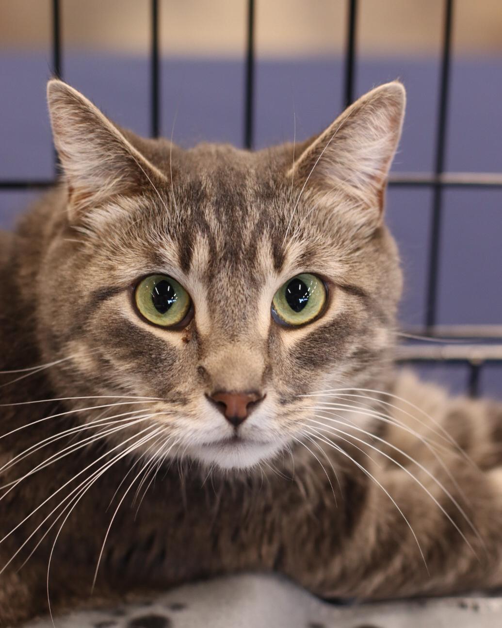 Nate, a Adoptable mixed breed in Steinbach, MB image 4/6