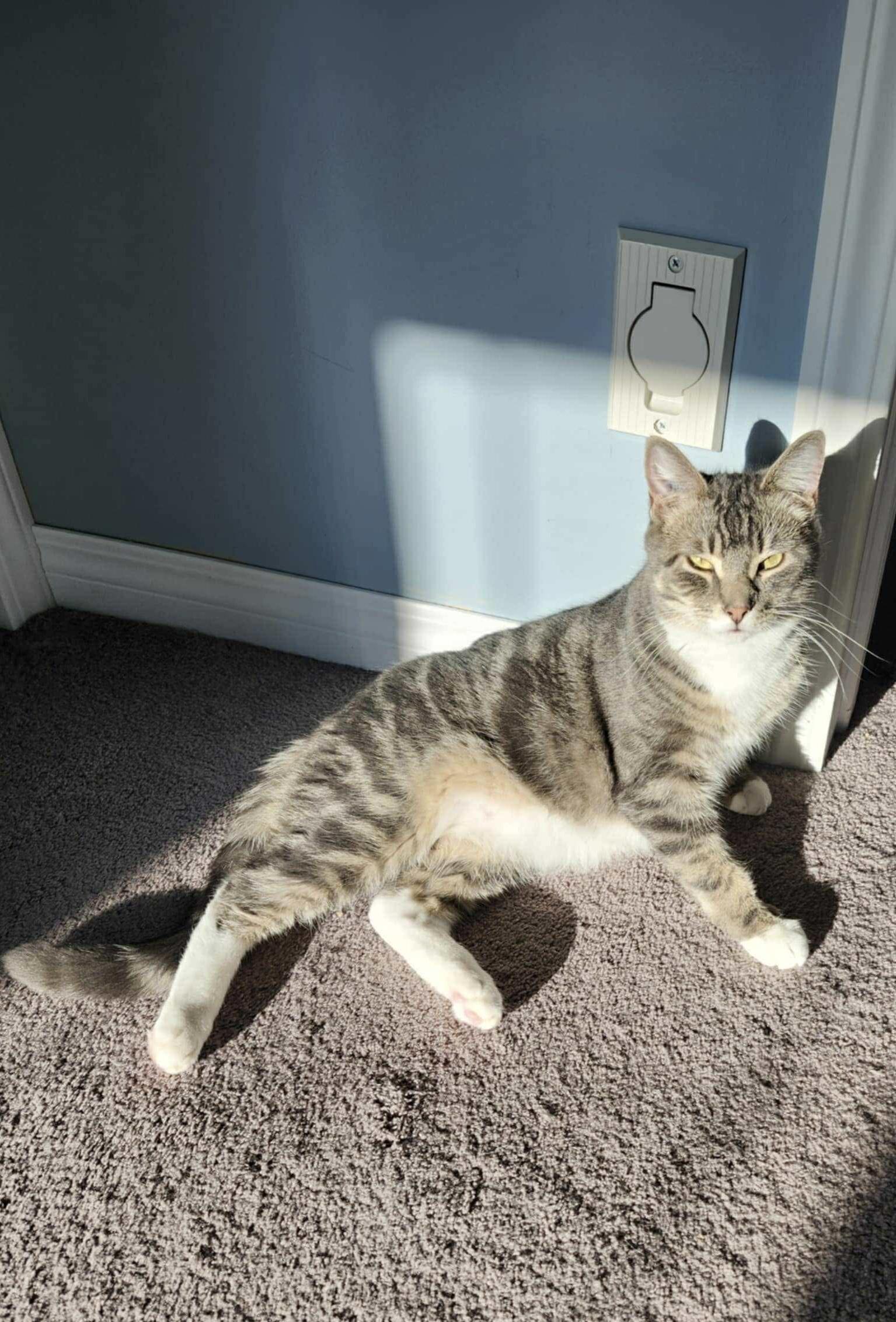 Nate, a Adoptable mixed breed in Steinbach, MB image 5/6