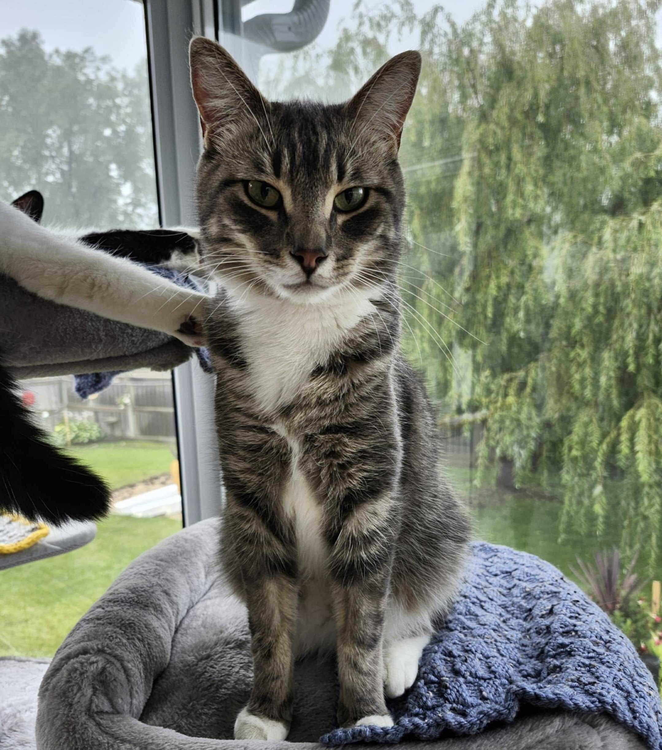 Nate, a Adoptable mixed breed in Steinbach, MB image 6/6