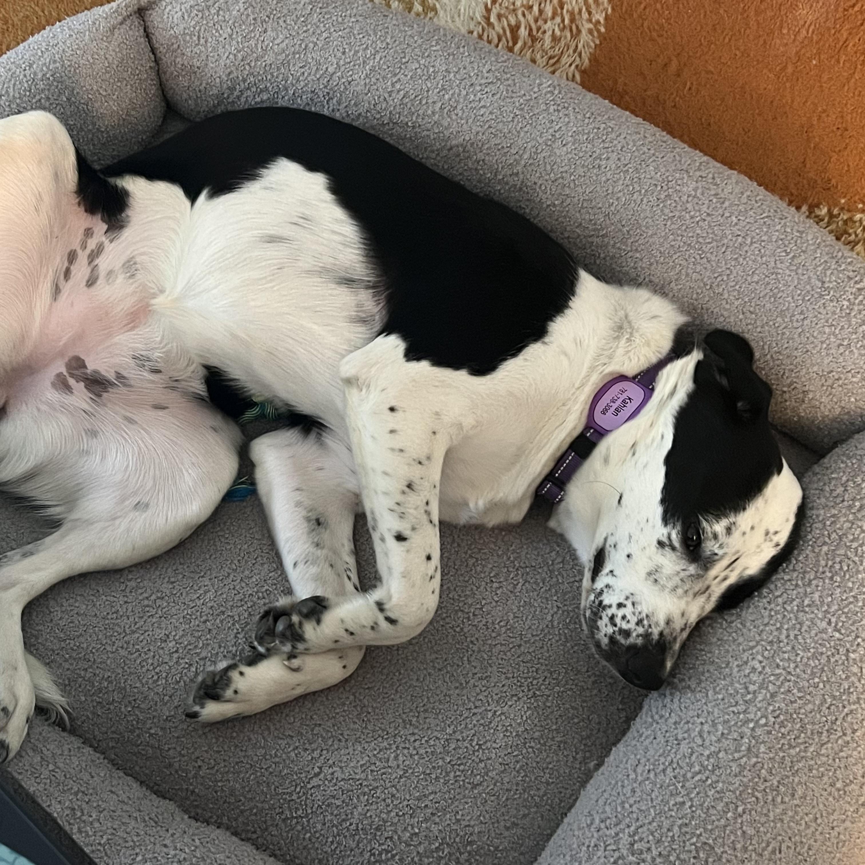Enlarge Lorrie, a Adoptable mixed breed in Thomaston , ME image 6/6