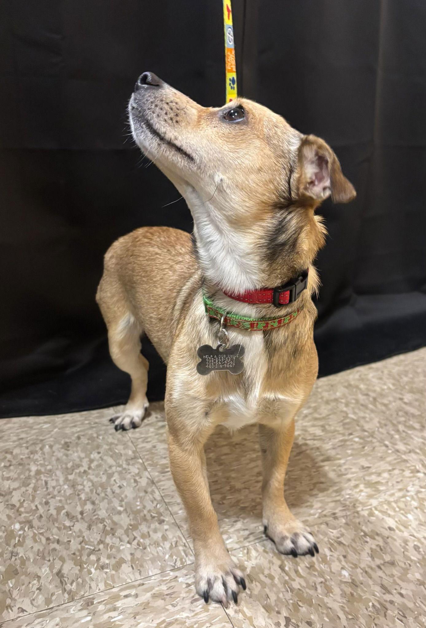 Enlarge Mocha, a Adoptable Chihuahua in Glendale, AZ image 1/3
