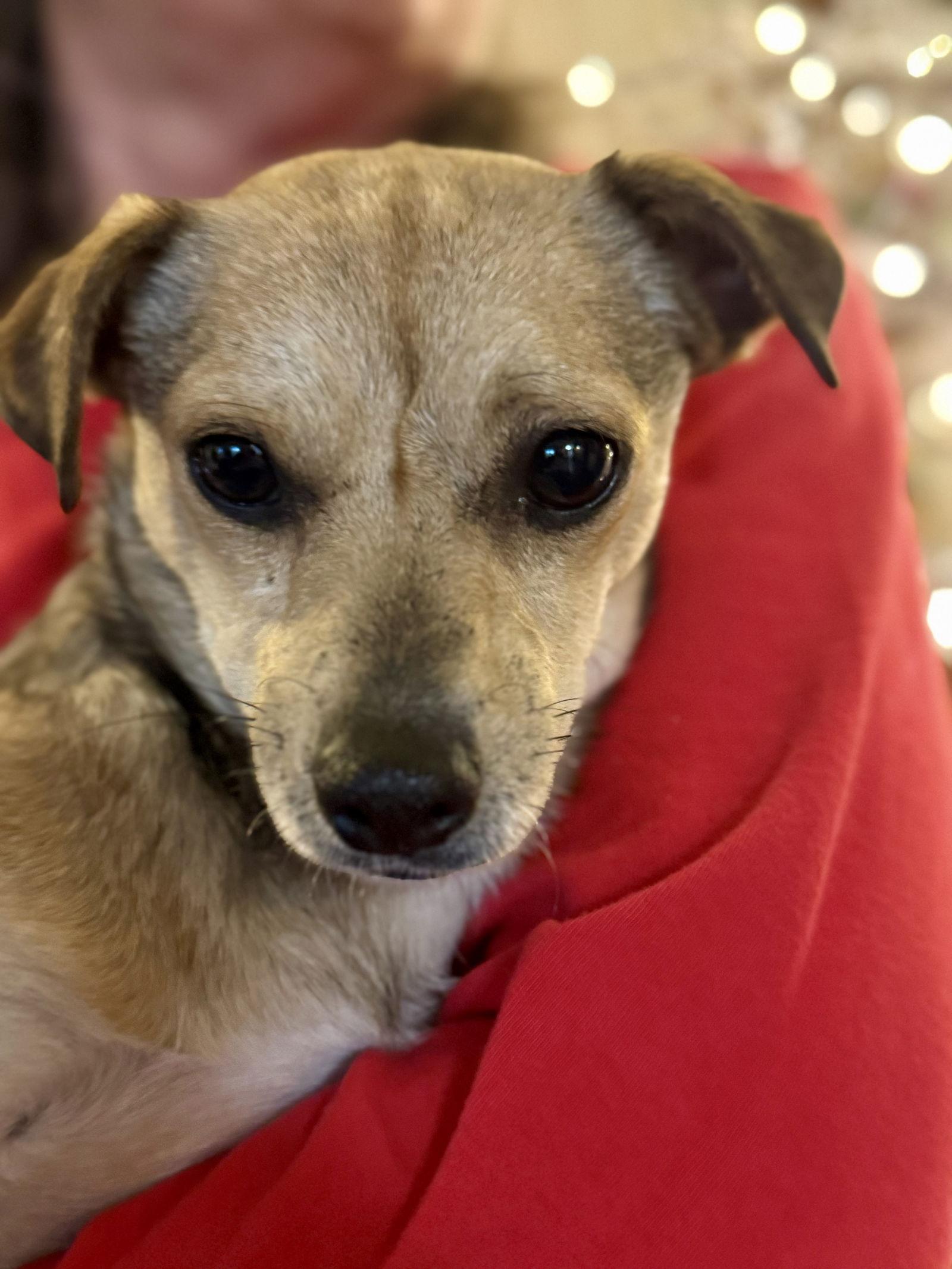 Mocha, Adoptable, Young Male Chihuahua.