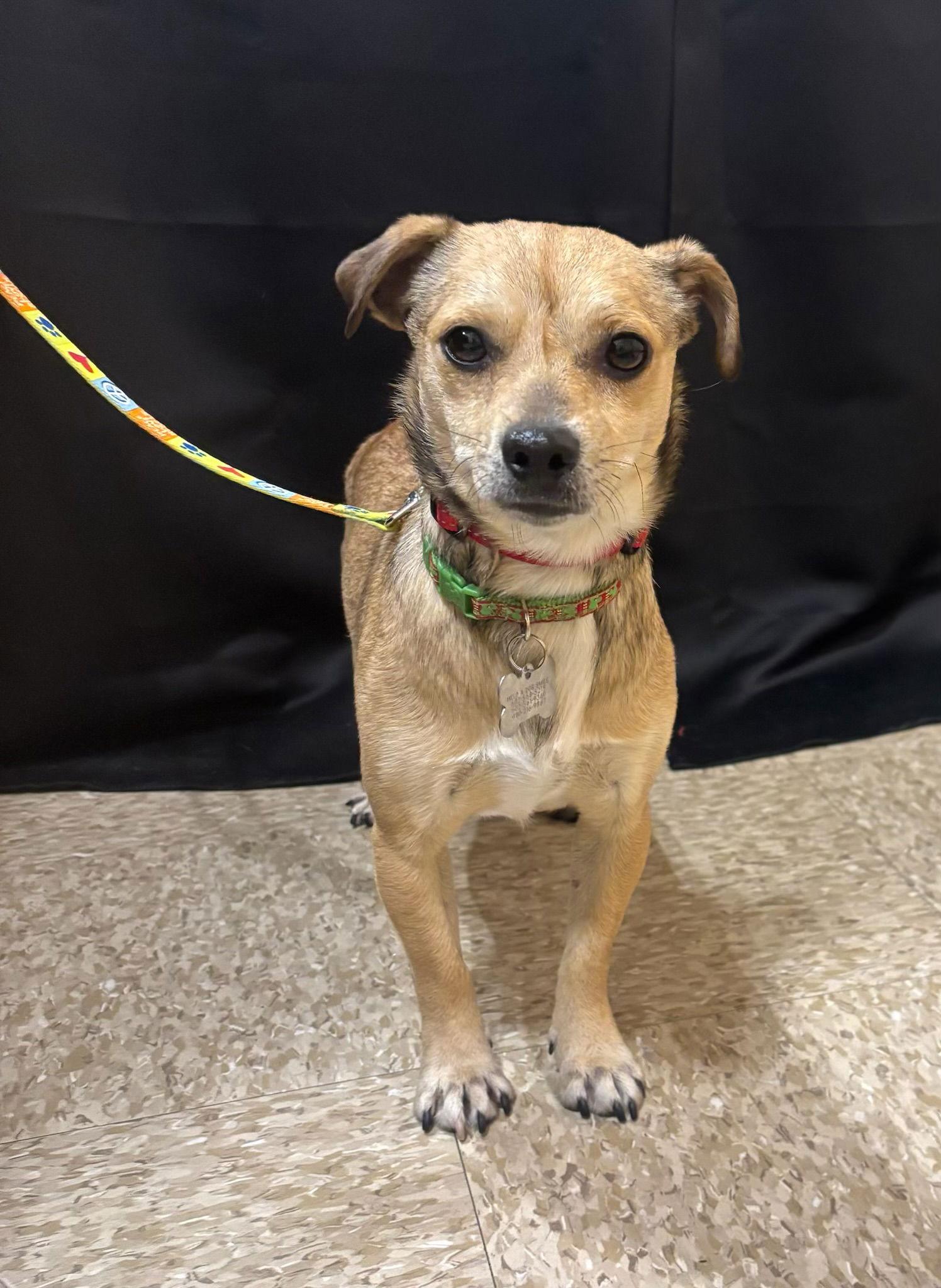 Enlarge Mocha, a Adoptable Chihuahua in Glendale, AZ image 2/3