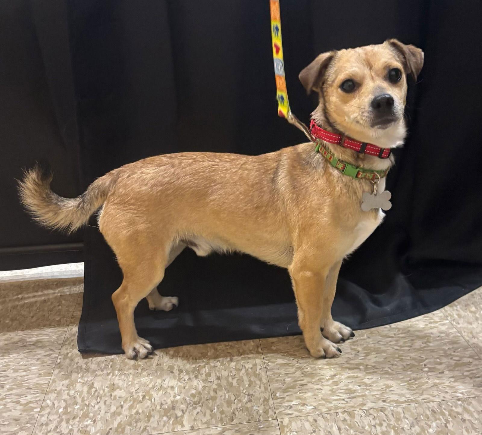 Enlarge Mocha, a Adoptable Chihuahua in Glendale, AZ image 3/3