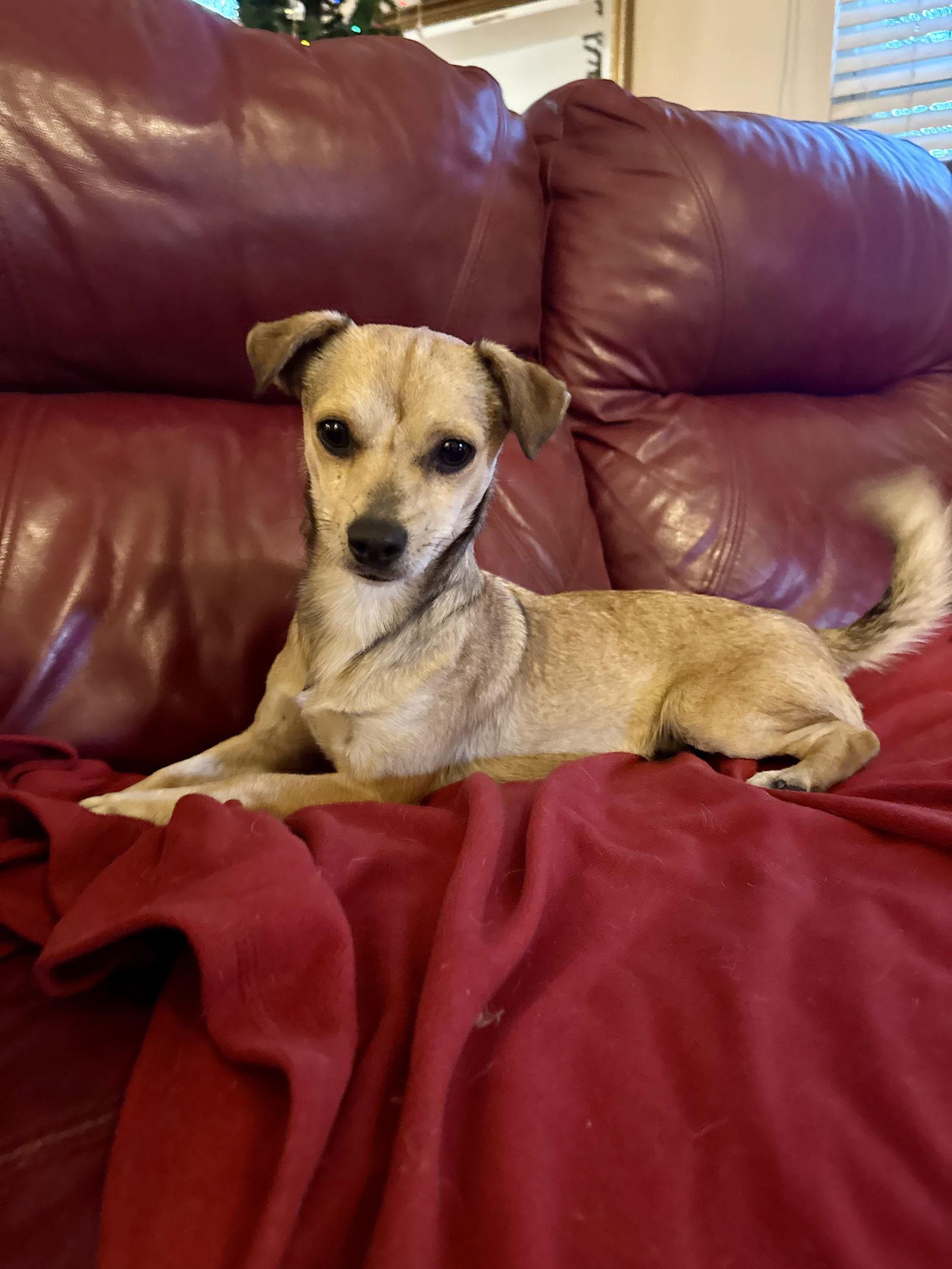 Enlarge Mocha, a Adoptable Chihuahua in Glendale, AZ image 3/3