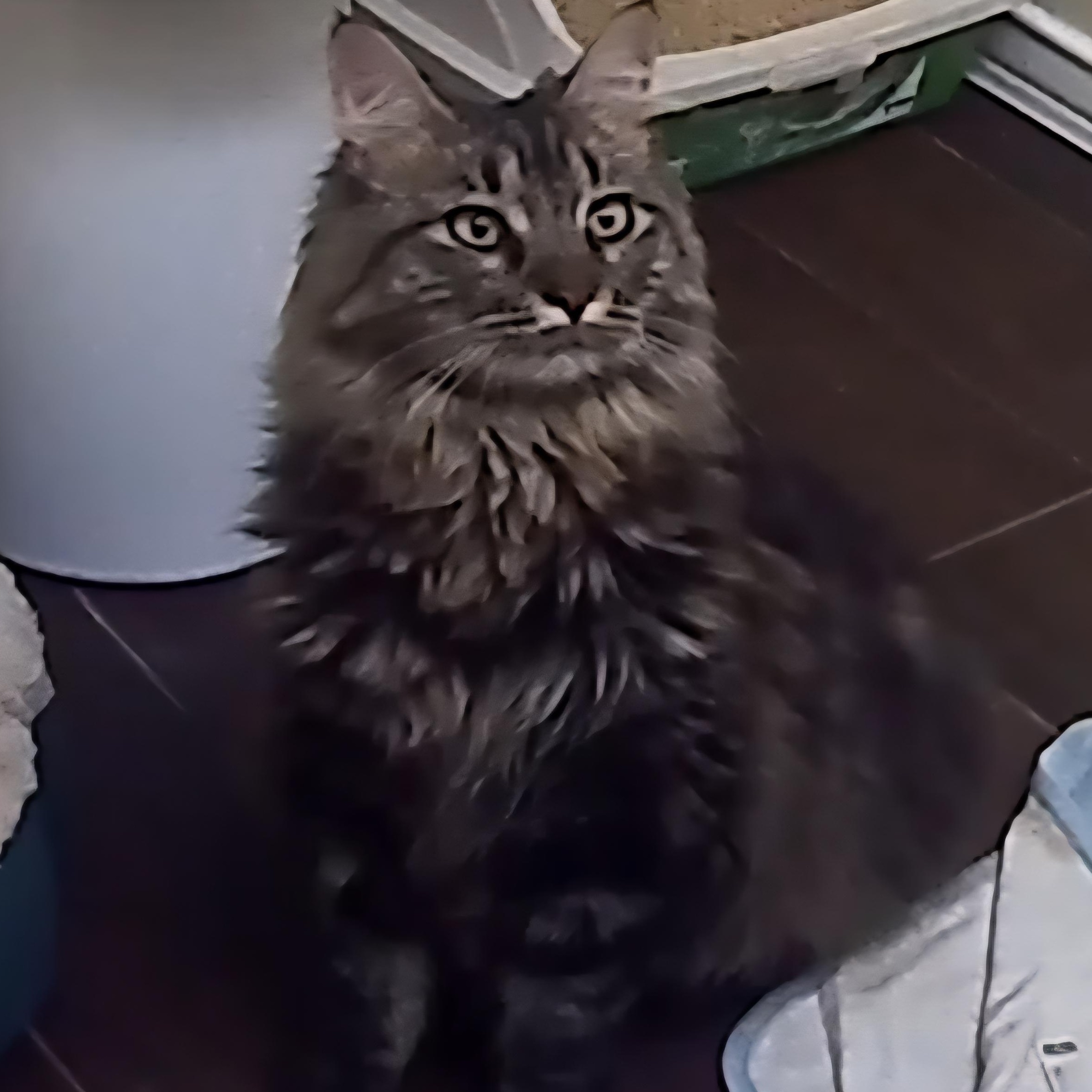Leila