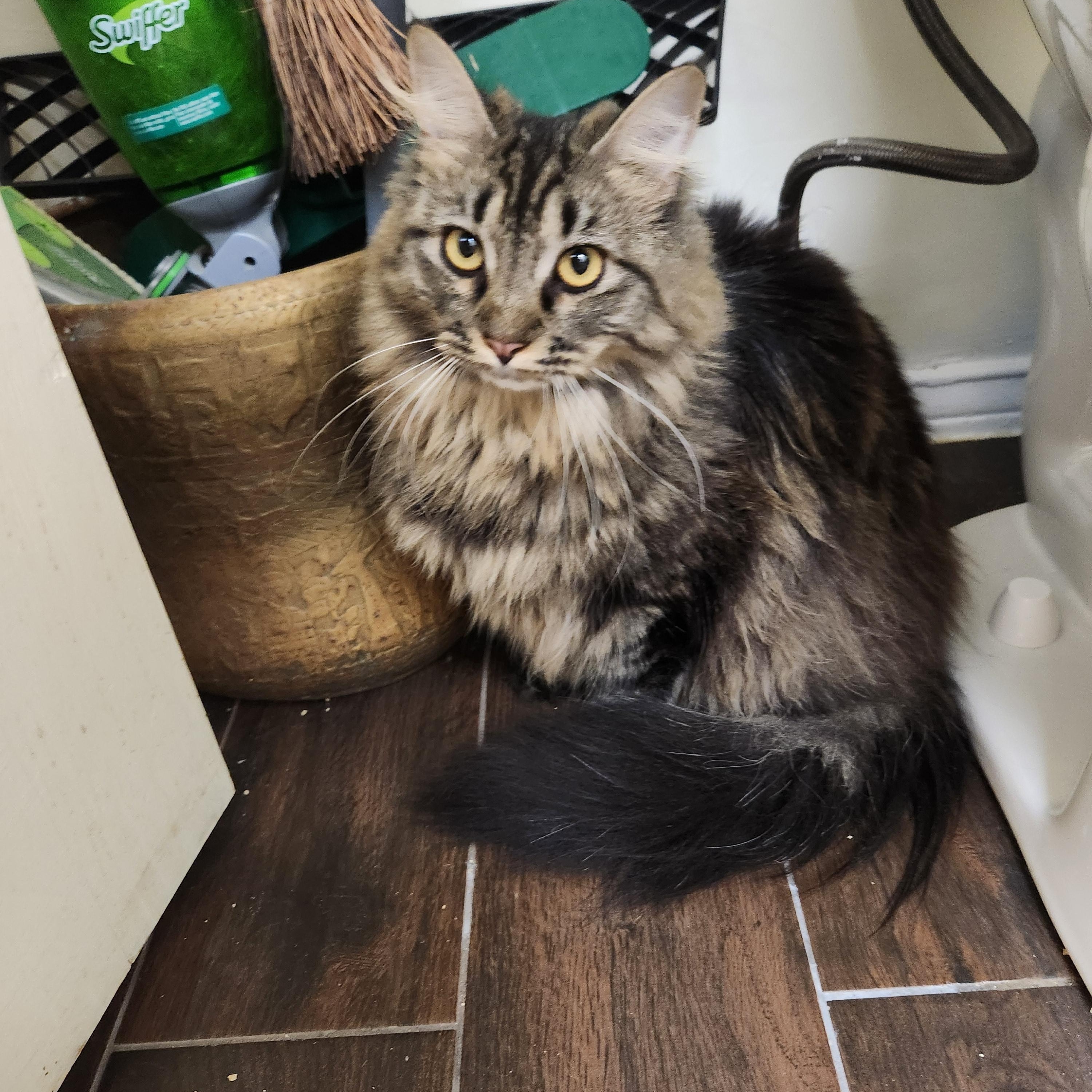 Leila