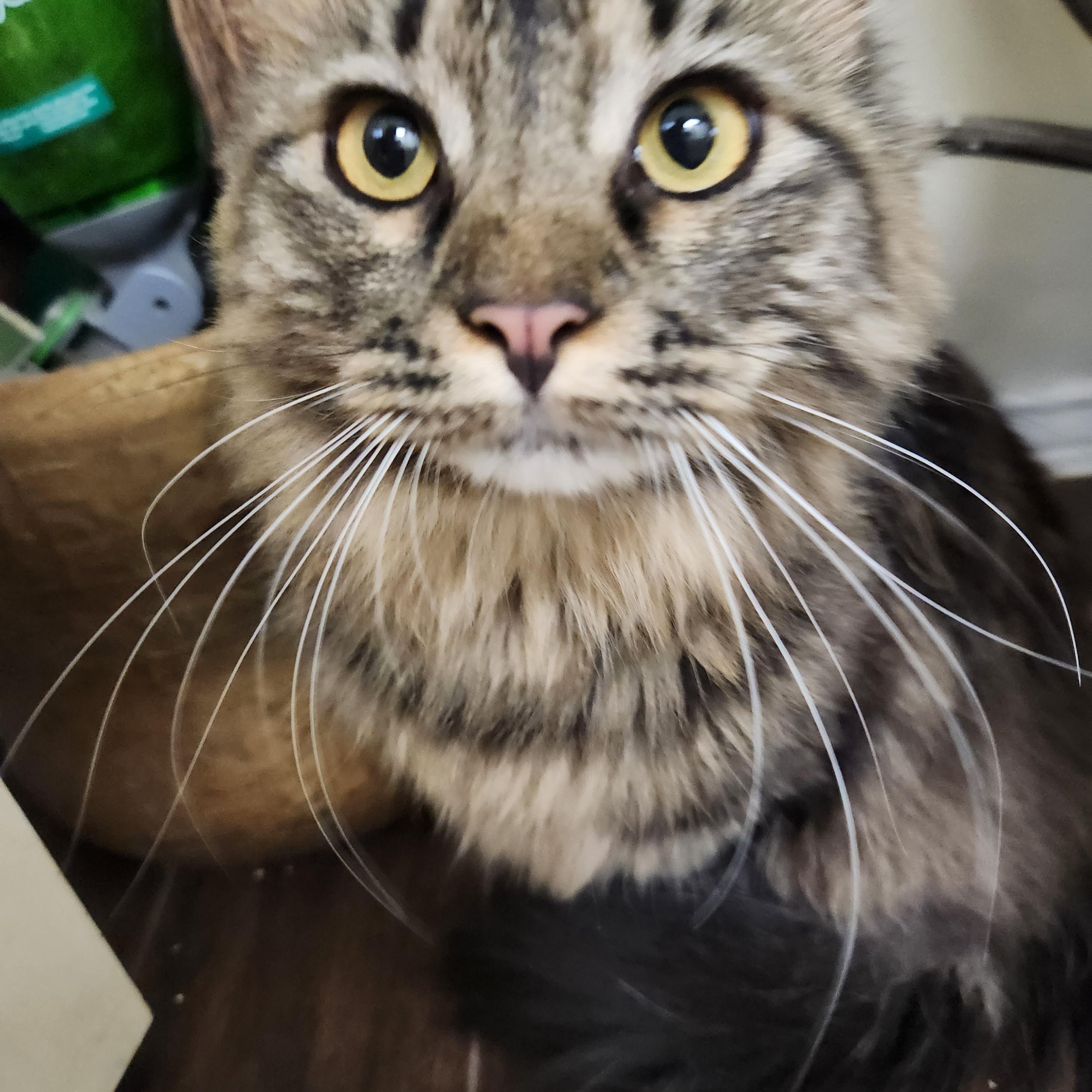 Leila
