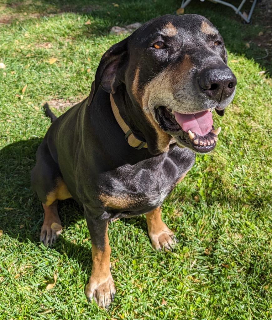 Sir Duke, Adoptable, Senior Male Hound.