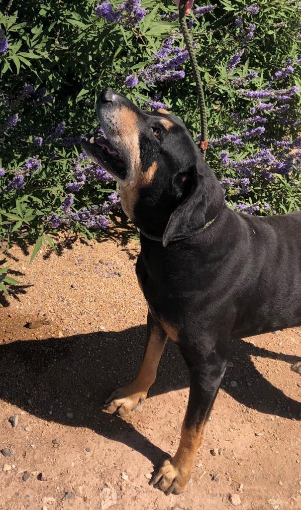 Enlarge Sir Duke, a Adoptable Hound in Cottonwood, AZ image 3/3