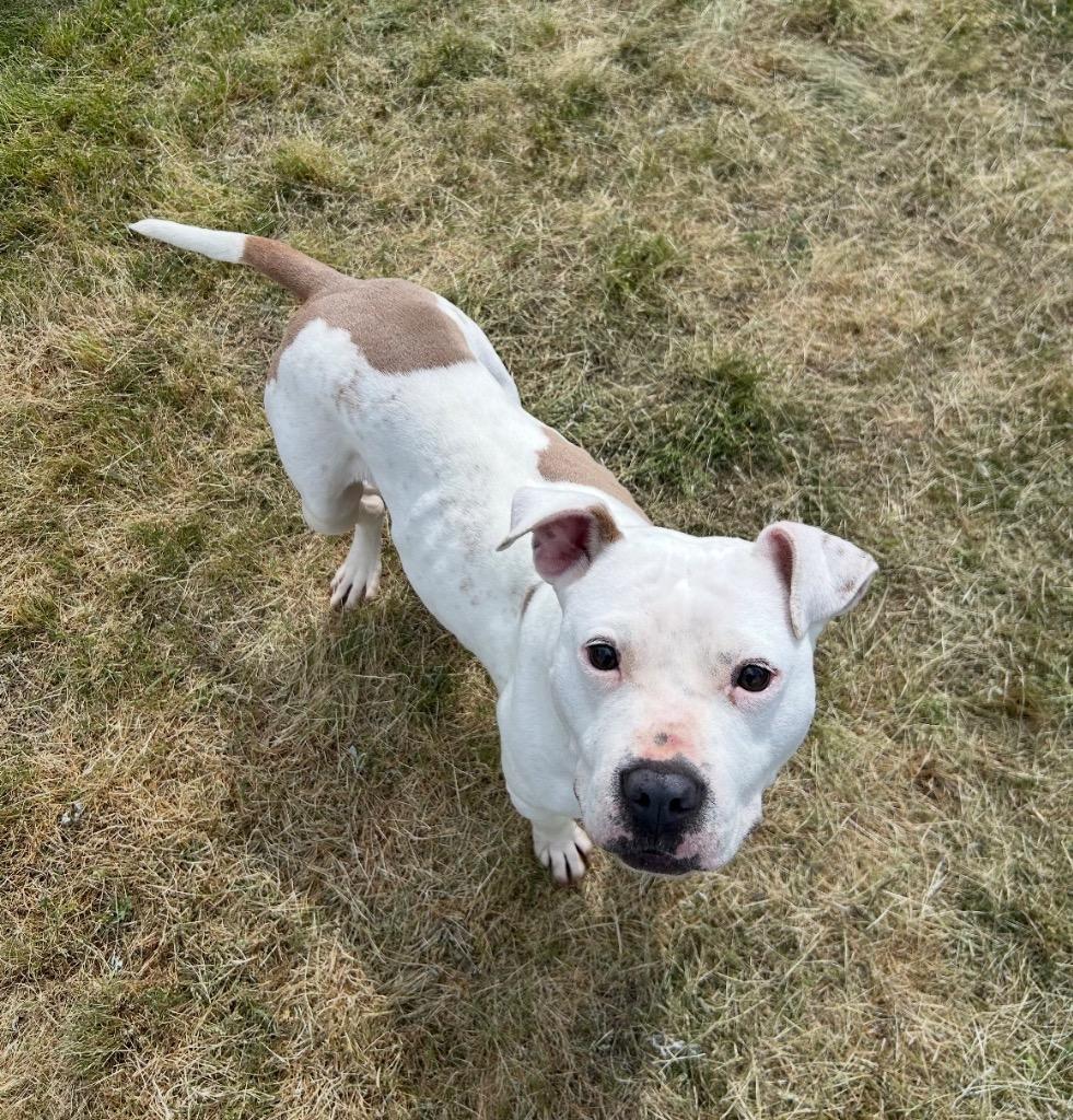 Baby, Adoptable, Adult Female Mixed Breed.