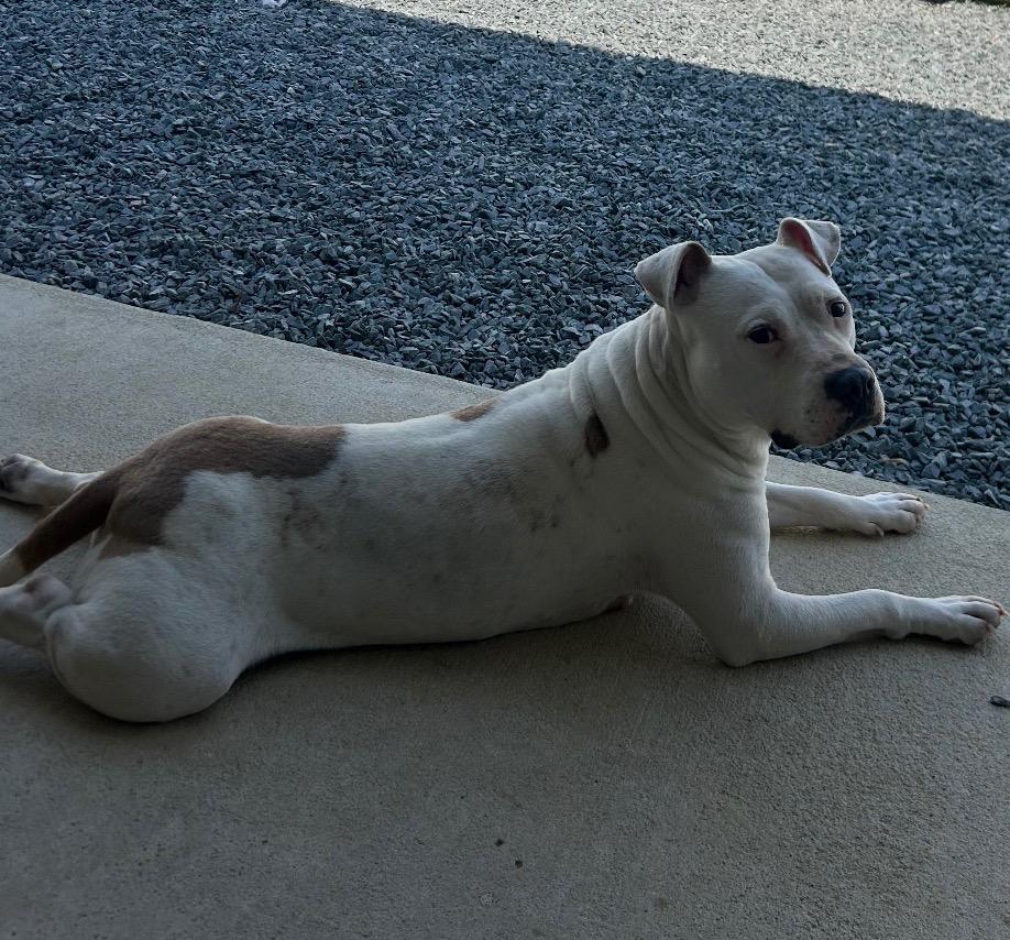 Enlarge Baby, a Adoptable mixed breed in Mount Gilead, NC image 2/4