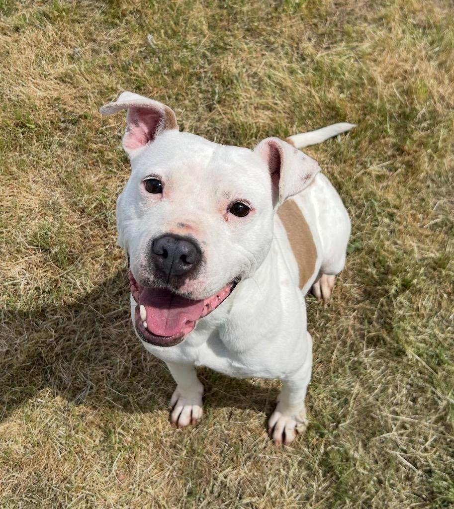 Enlarge Baby, a Adoptable mixed breed in Mount Gilead, NC image 3/4
