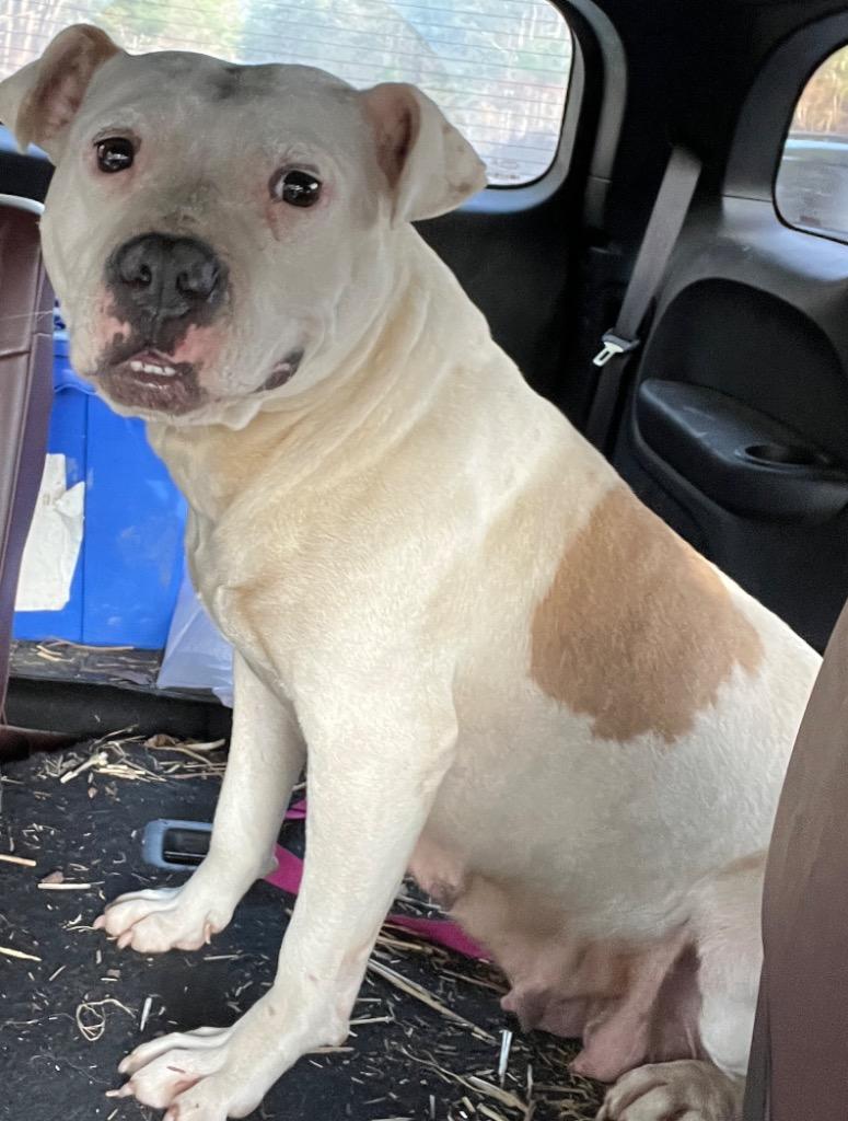 Baby, Adoptable, Adult Female Mixed Breed.