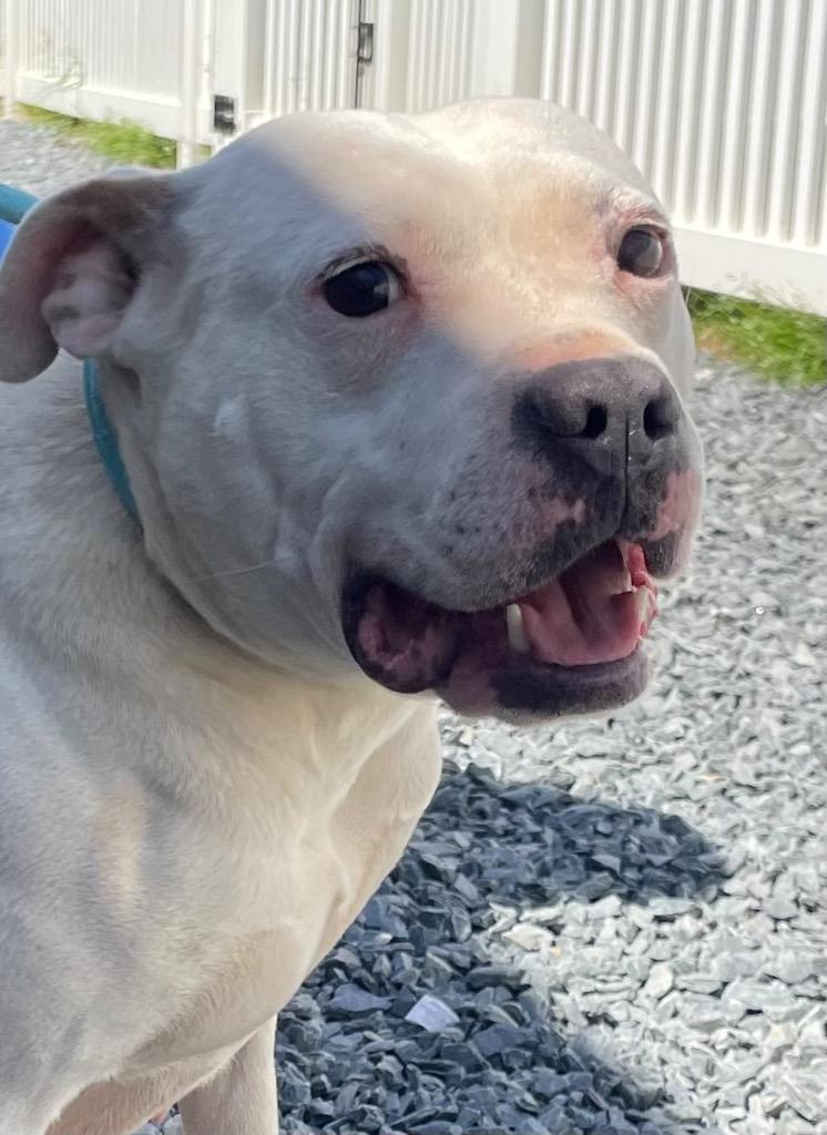 Enlarge Baby, a Adoptable mixed breed in Mount Gilead, NC image 2/2