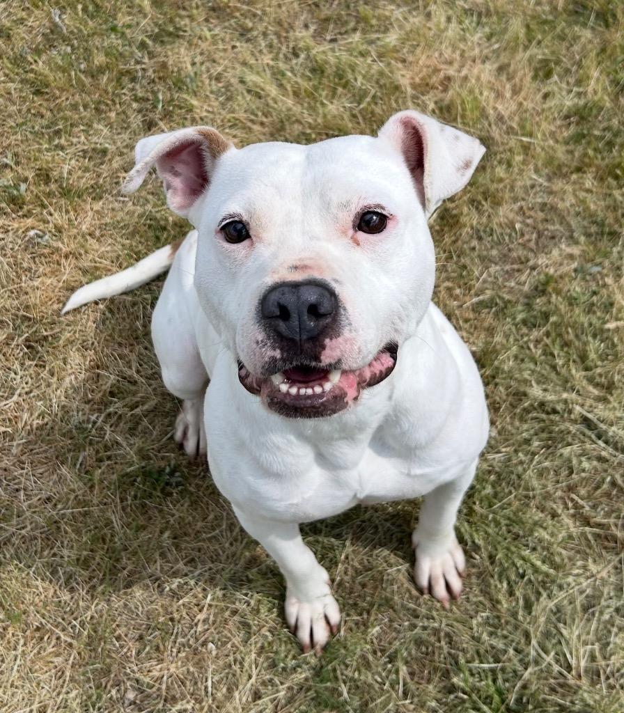 Enlarge Baby, a Adoptable mixed breed in Mount Gilead, NC image 4/4