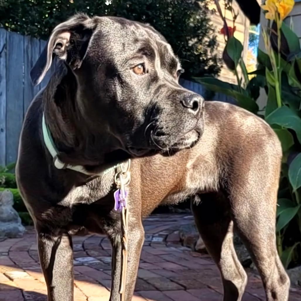 Hugo, Adoptable, Young Male Mastiff & Mixed Breed.
