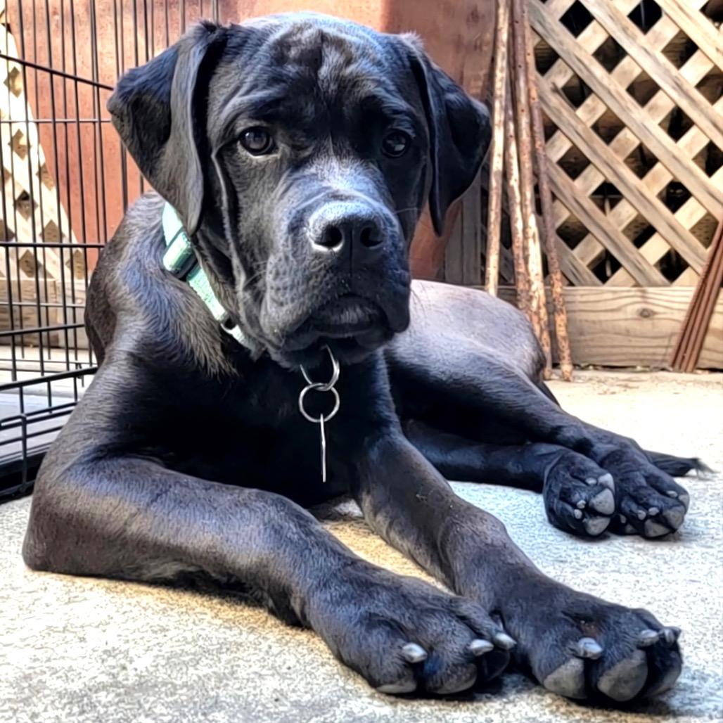 Enlarge Hugo, a Adoptable mixed breed in San Francisco, CA image 2/4