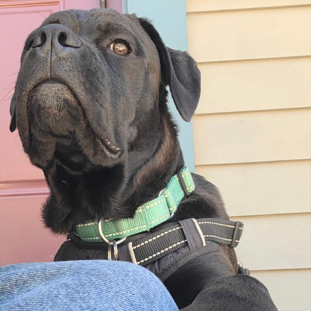 Enlarge Hugo, a Adoptable mixed breed in San Francisco, CA image 3/4