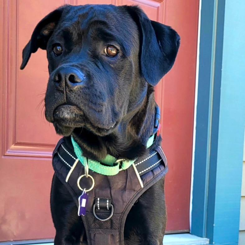 Enlarge Hugo, a Adoptable mixed breed in San Francisco, CA image 4/4
