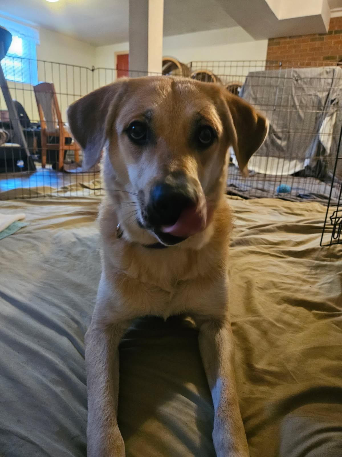 Enlarge Ruby, an adopted mixed breed in Culpeper, VA image 2/3