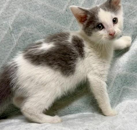 Enlarge Avocado, a ADOPTABLE Domestic Short Hair in Miller Beach, IN image 1/1