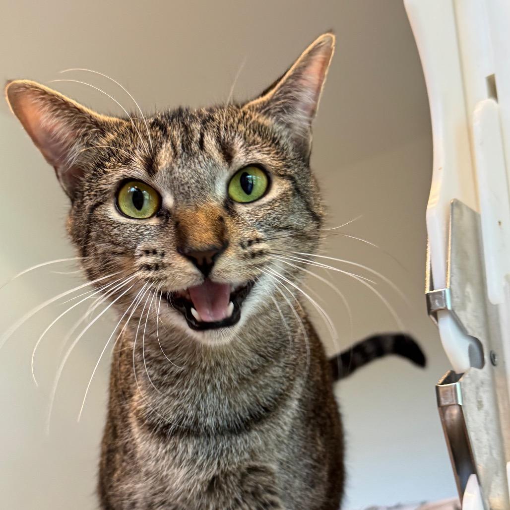 Ramona — thumbnail 2