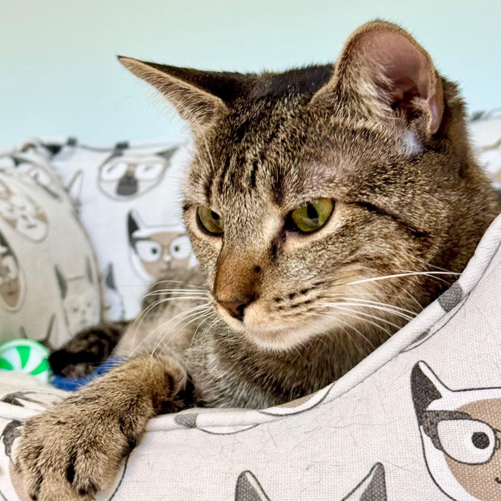 Ramona — thumbnail 5