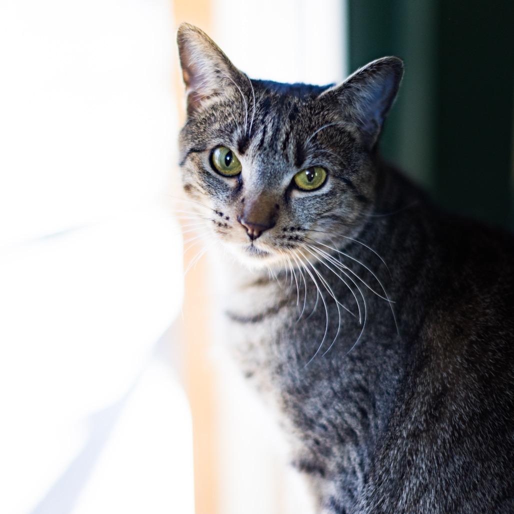 Ramona — thumbnail 6