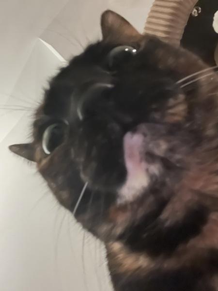 Princess Shelly, Adoptable, Senior Female Domestic Short Hair.