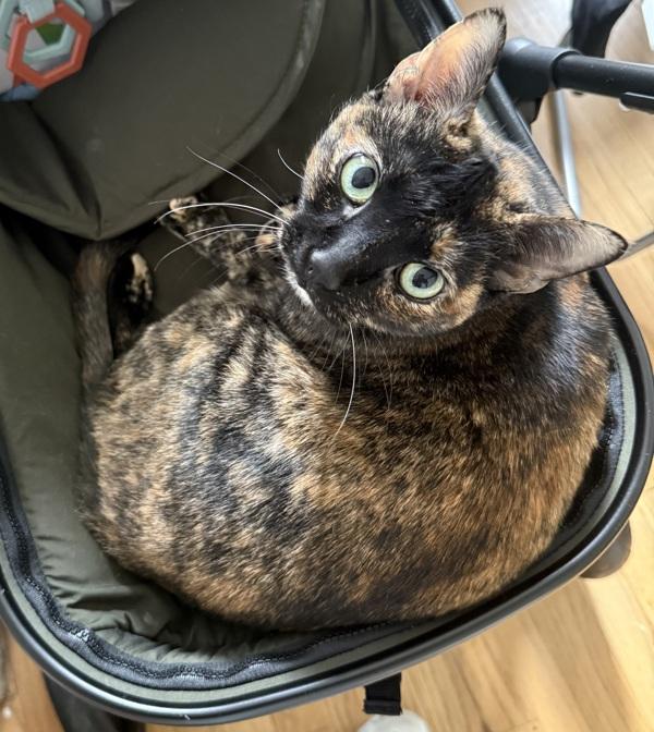 Enlarge Princess Shelly, a Adoptable mixed breed in New York, NY image 2/6