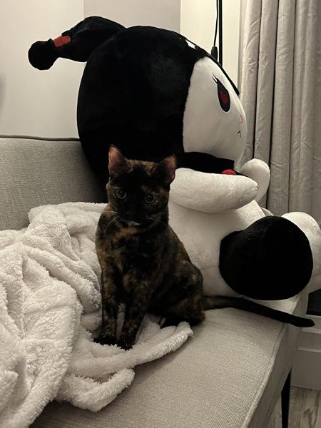 Princess Shelly — thumbnail 3