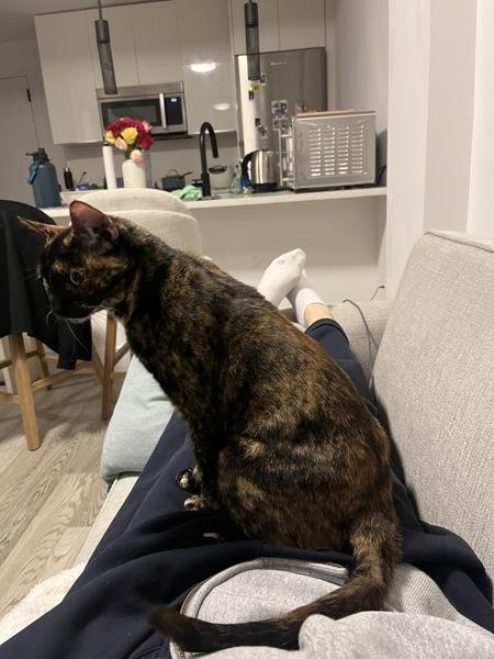 Princess Shelly — thumbnail 4