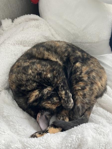 Princess Shelly — thumbnail 5