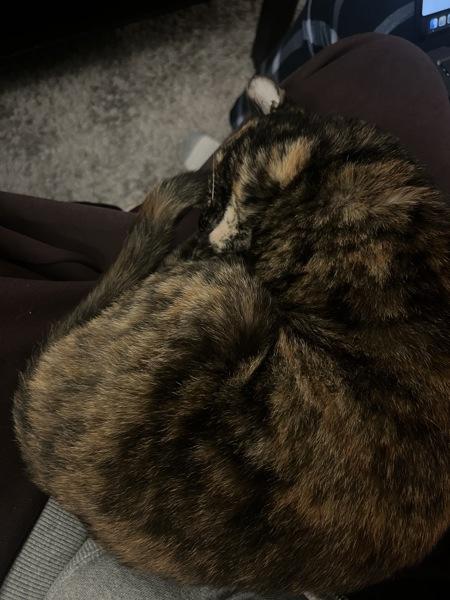 Enlarge Princess Shelly, a Adoptable mixed breed in New York, NY image 6/6