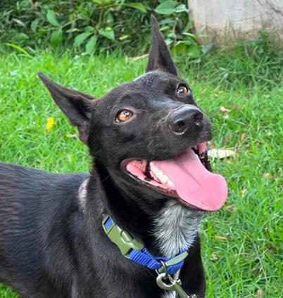 Cosmo , a ADOPTABLE mixed breed in Boulder, CO image 1/5